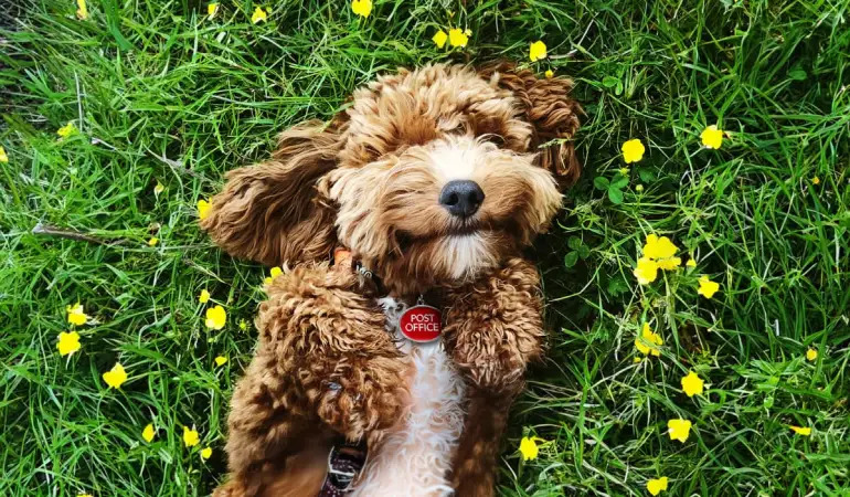 Pet Insurance - Salisbury