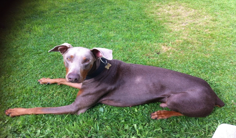 Heatwave Warning for Salisbury Dog Owners as Temperatures Put Pets at Risk