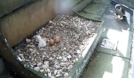 Four peregrine falcon chicks hatch at cathedral