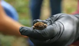 Bat Conservation