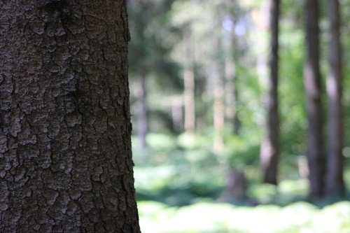 Bentley Wood-6