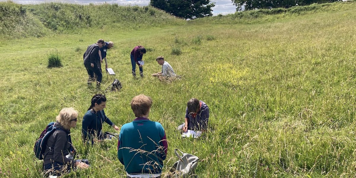 Midsummer Grass Identification