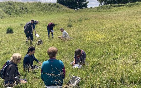 Midsummer Grass Identification