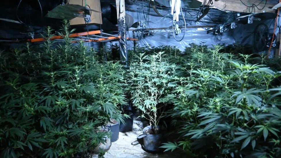 Huge £500,000 cannabis farm discovered in disused Wiltshire poultry unit