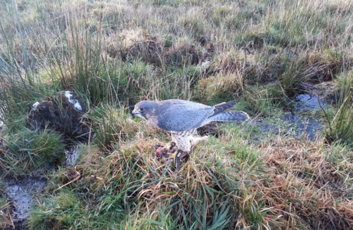 Reality TV star loses £500,000 court appeal over deaths of prize falcons