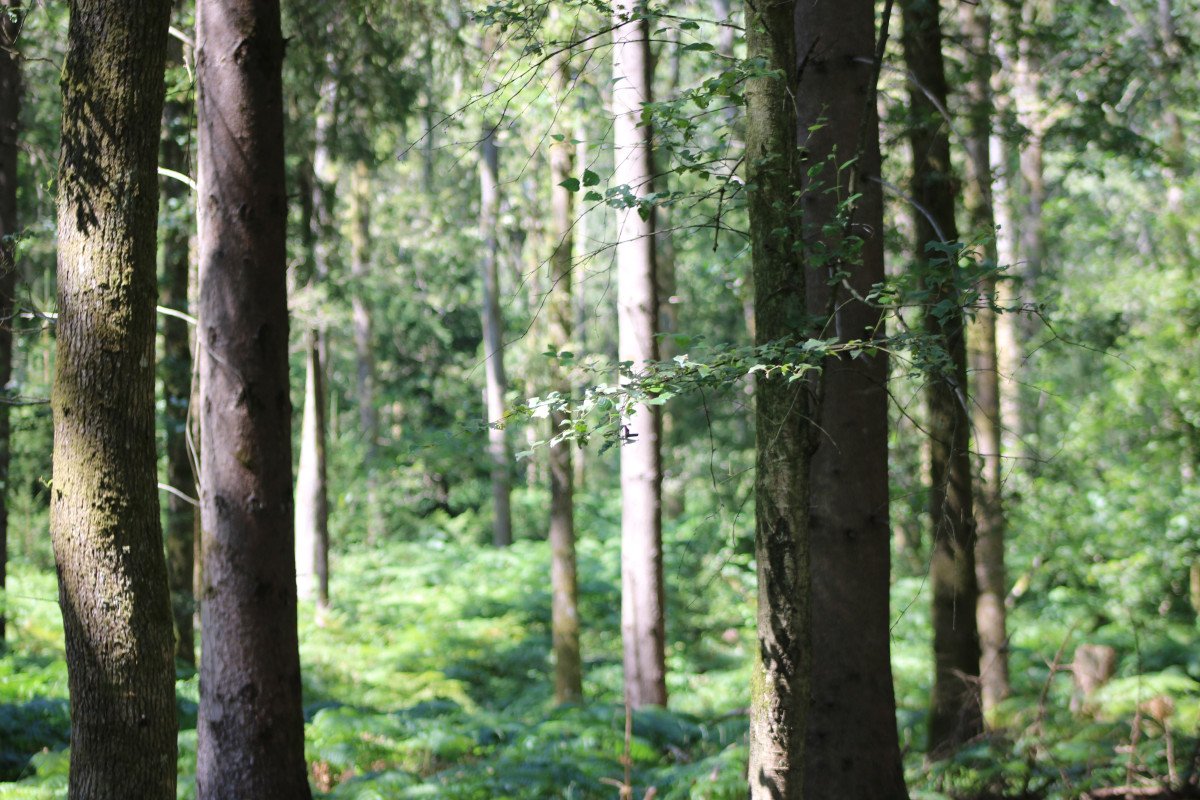 A Perfect Family Day Out at Bentley Wood