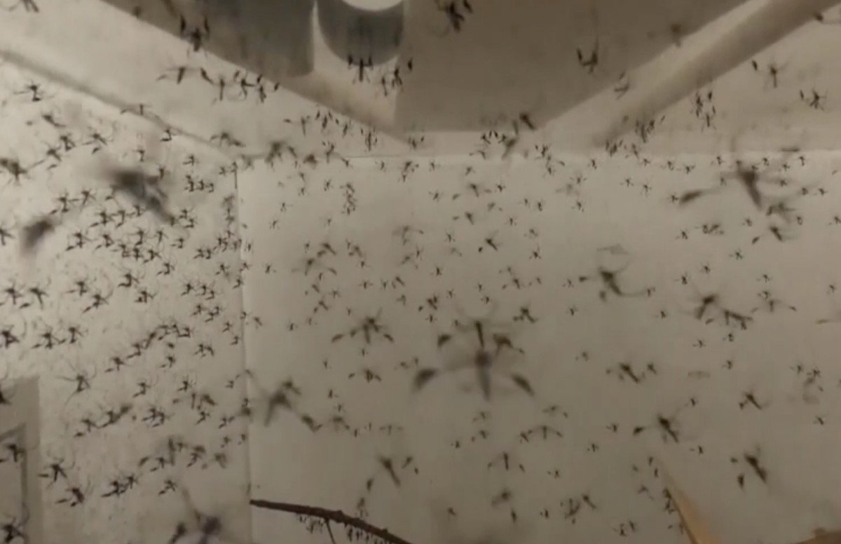 Mosquitoes being released