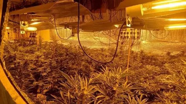 Police discover cannabis farm with around 150 plants inside Swindon home