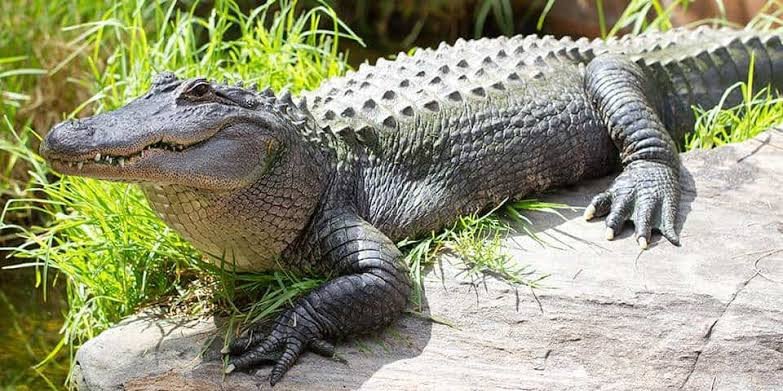 Investigations launched after three-year-old seriously injured in crocodile enclosure attack