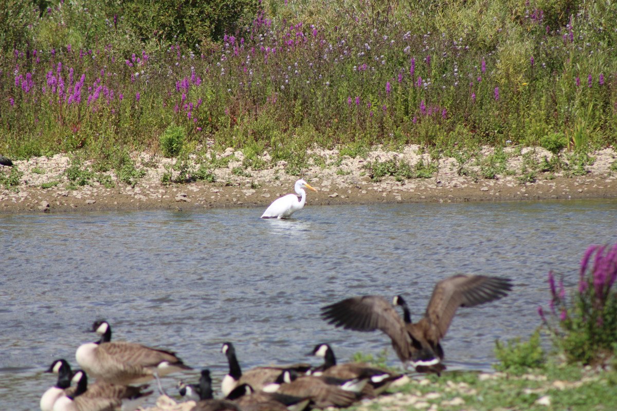 Langford Lakes