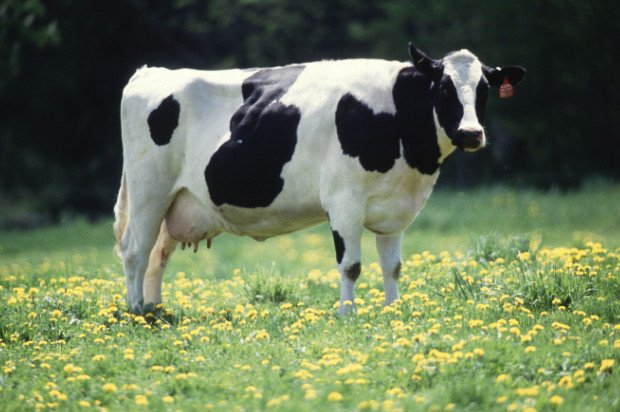Milk recall issued after Graham’s Family Dairy product found with veterinary medicines