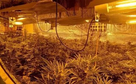 Police discover cannabis farm with around 150 plants inside Swindon home
