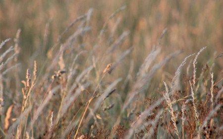 Fire in Salisbury Plain military zone left to burn due to unexploded ordnance risk