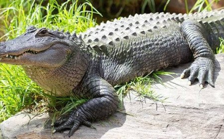 Investigations launched after three-year-old seriously injured in crocodile enclosure attack