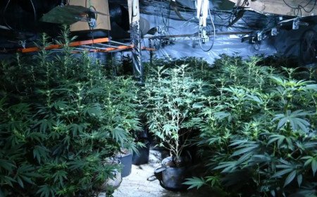 Huge £500,000 cannabis farm discovered in disused Wiltshire poultry unit