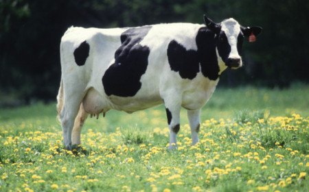 Milk recall issued after Graham’s Family Dairy product found with veterinary medicines