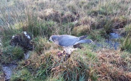 Reality TV star loses £500,000 court appeal over deaths of prize falcons