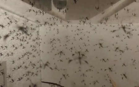 Mosquitoes being released