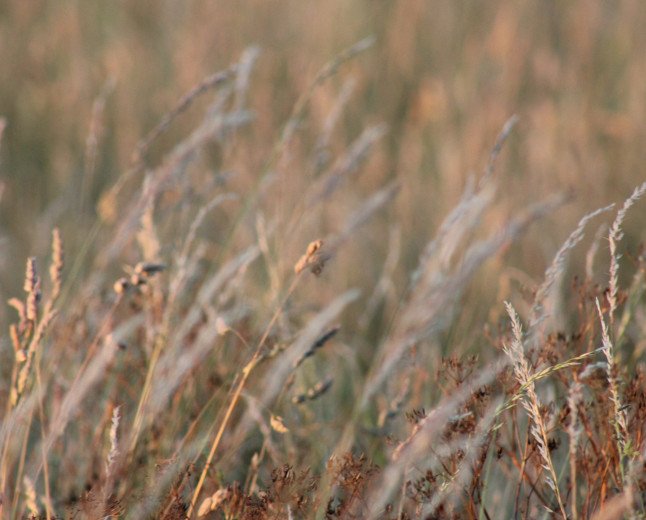 Fire in Salisbury Plain military zone left to burn due to unexploded ordnance risk