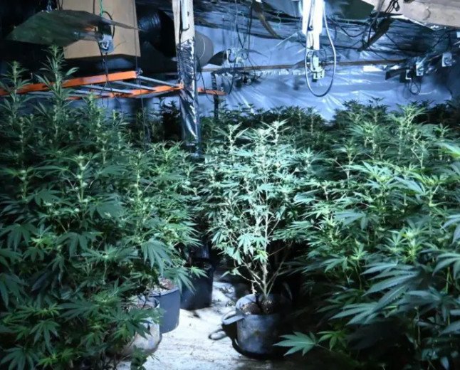 Huge £500,000 cannabis farm discovered in disused Wiltshire poultry unit