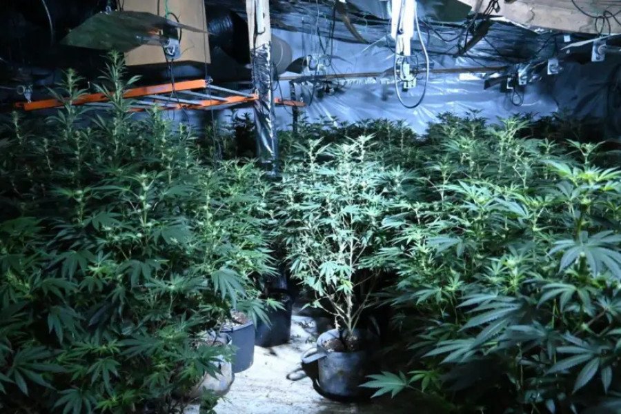 Huge £500,000 cannabis farm discovered in disused Wiltshire poultry unit