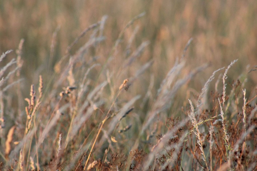 Fire in Salisbury Plain military zone left to burn due to unexploded ordnance risk