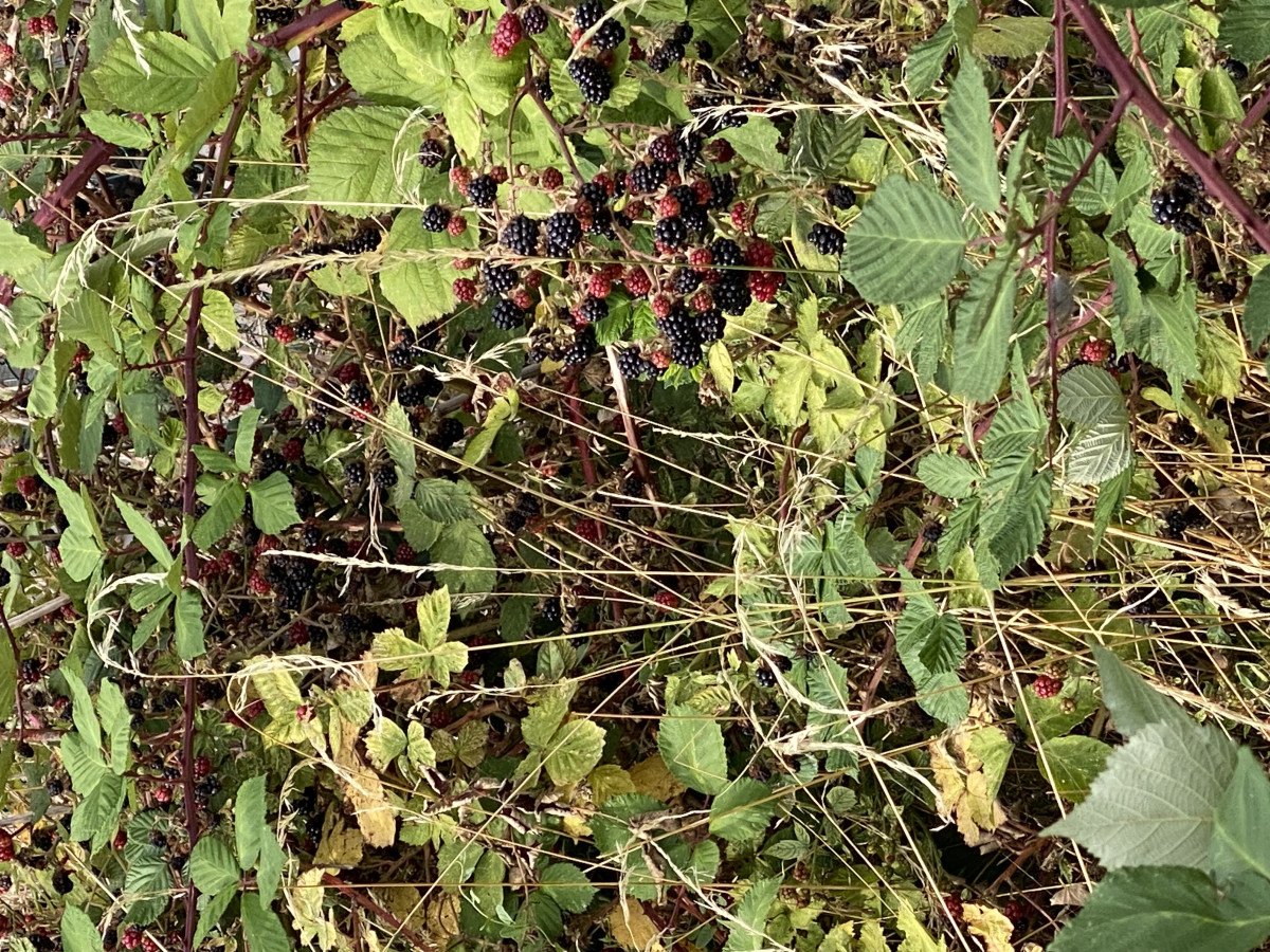 picking blackberries in the UK