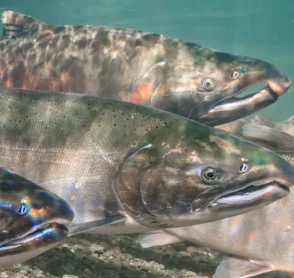 Downton salmon farm