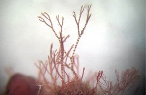 Seaweed surveys discover species never seen before and new to science