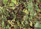 picking blackberries in the UK