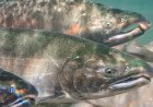 Downton salmon farm