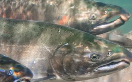 Downton salmon farm