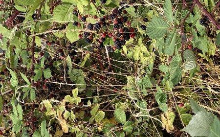 picking blackberries in the UK
