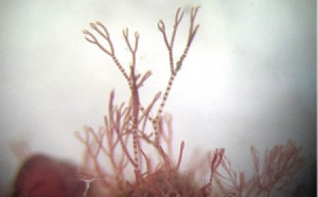 Seaweed surveys discover species never seen before and new to science