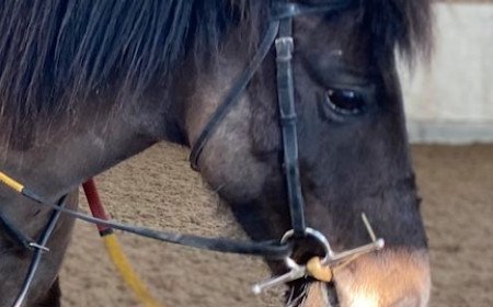 horse rider thrown