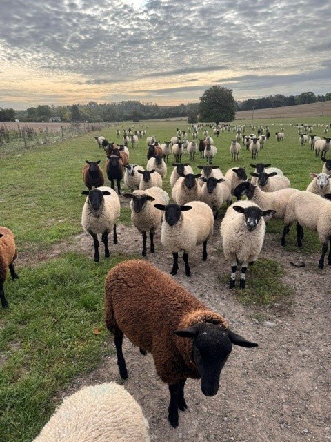 Flock of lambs stolen from field in Berwick St John - appeal for information