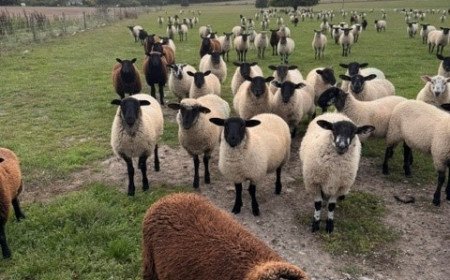 Flock of lambs stolen from field in Berwick St John - appeal for information