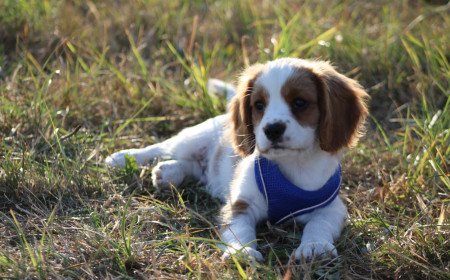 update dog microchip details
